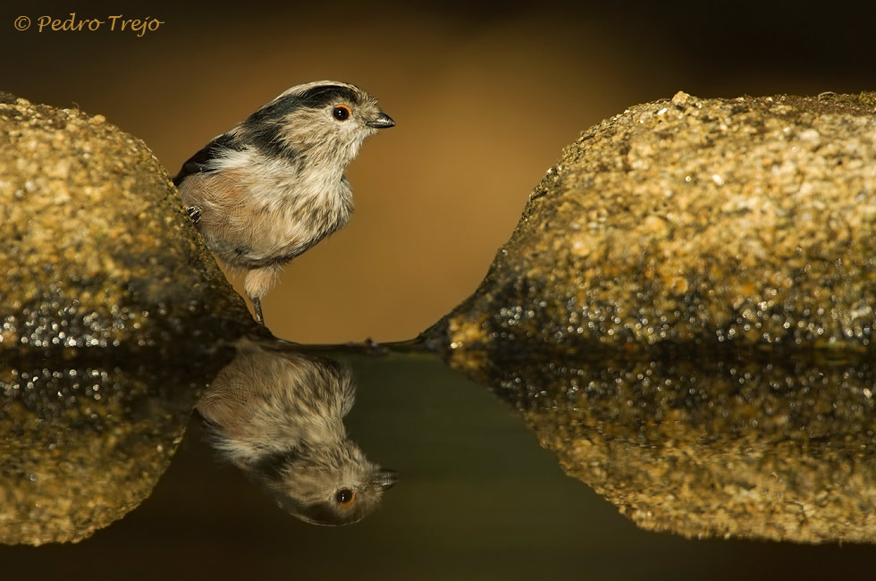 Mito (Aegithalos caudatus)